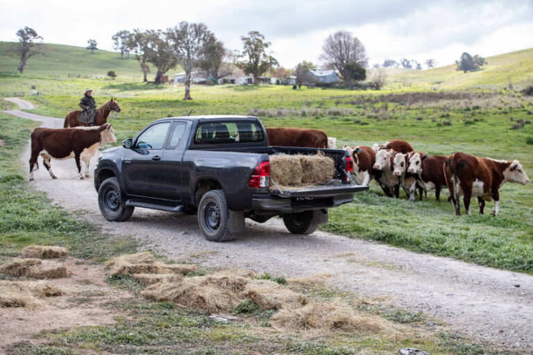 Hilux farm ute cows country