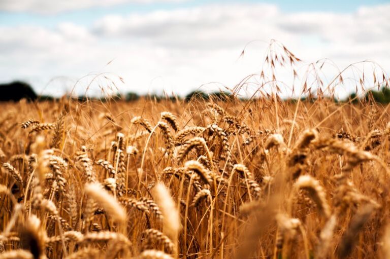 grain in a field grown for renewable transport fuels